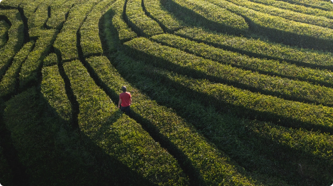 Person in red shirt standing in the center of a green terraced field with curved, parallel rows of crops. 'LISTEN' button with audio icon is in the top left corner.